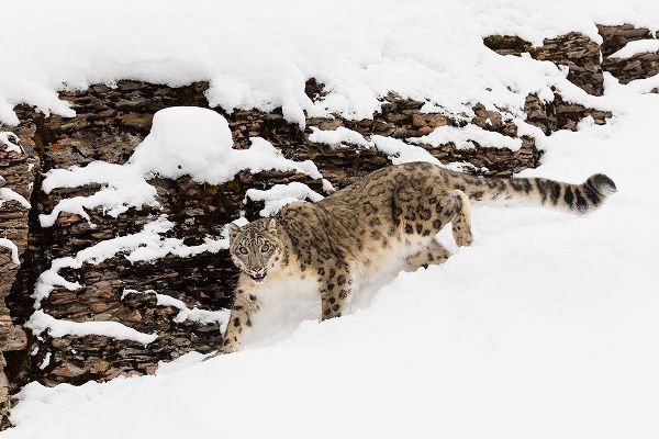 Snow leopard in winter snow-Panthera uncia-controlled situation